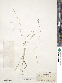 Poa autumnalis image