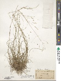 Poa autumnalis image