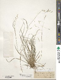 Poa autumnalis image