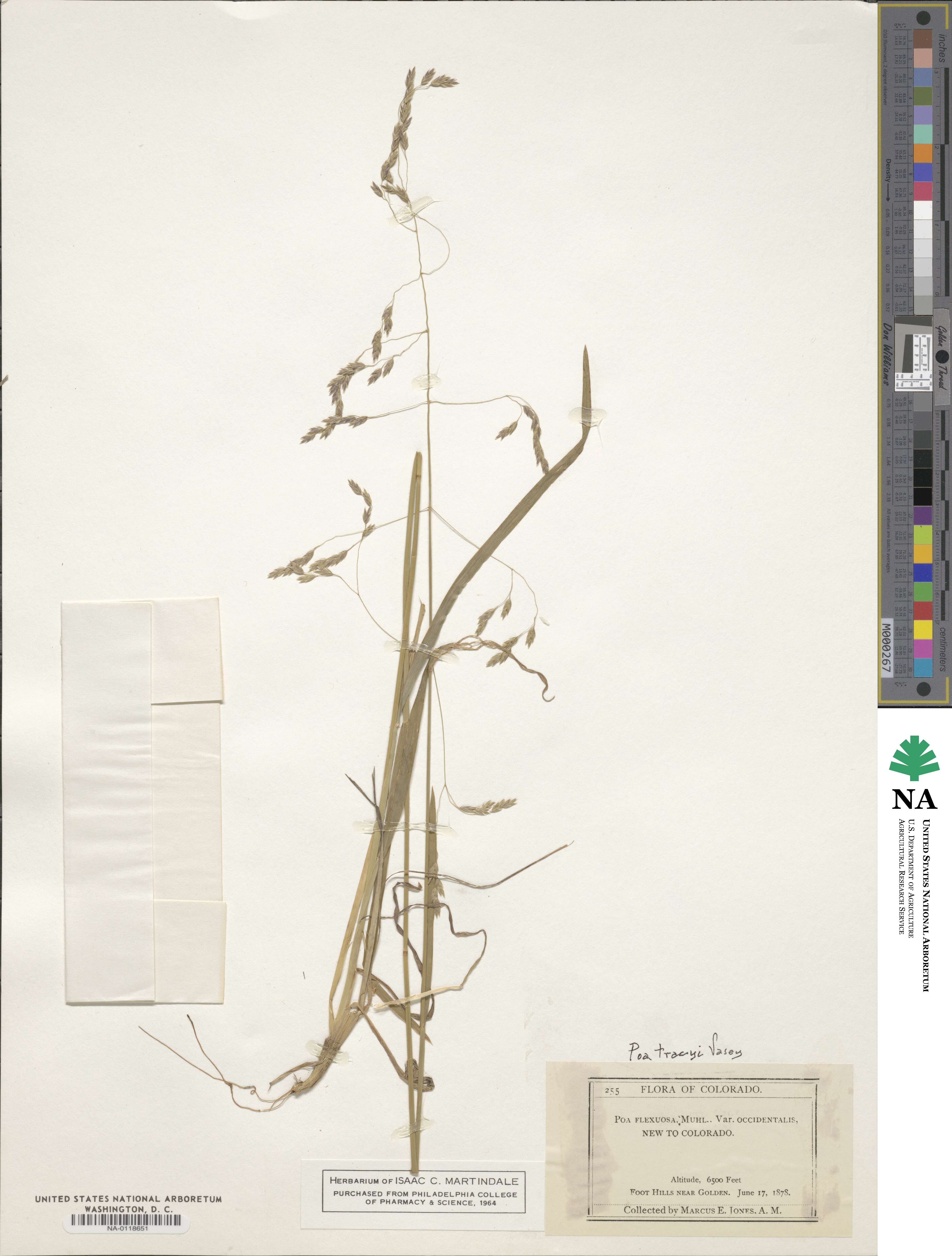 Poa tracyi image