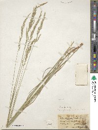 Poa arida image