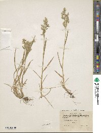 Poa macrocalyx image