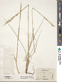 Festuca kingii image