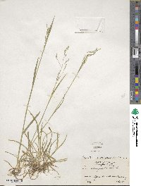 Poa saltuensis image