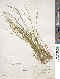 Poa saltuensis image