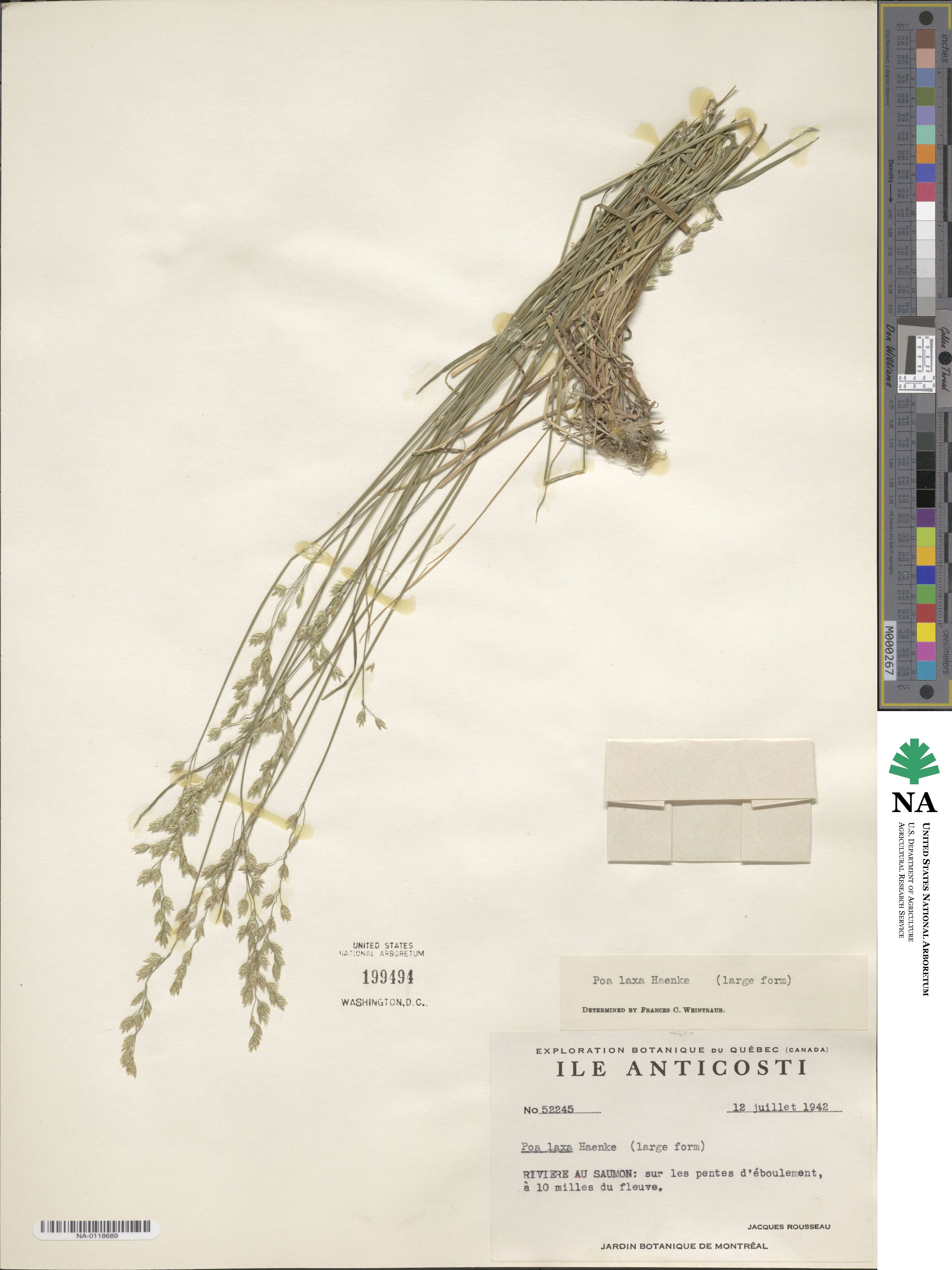 Poa laxa image