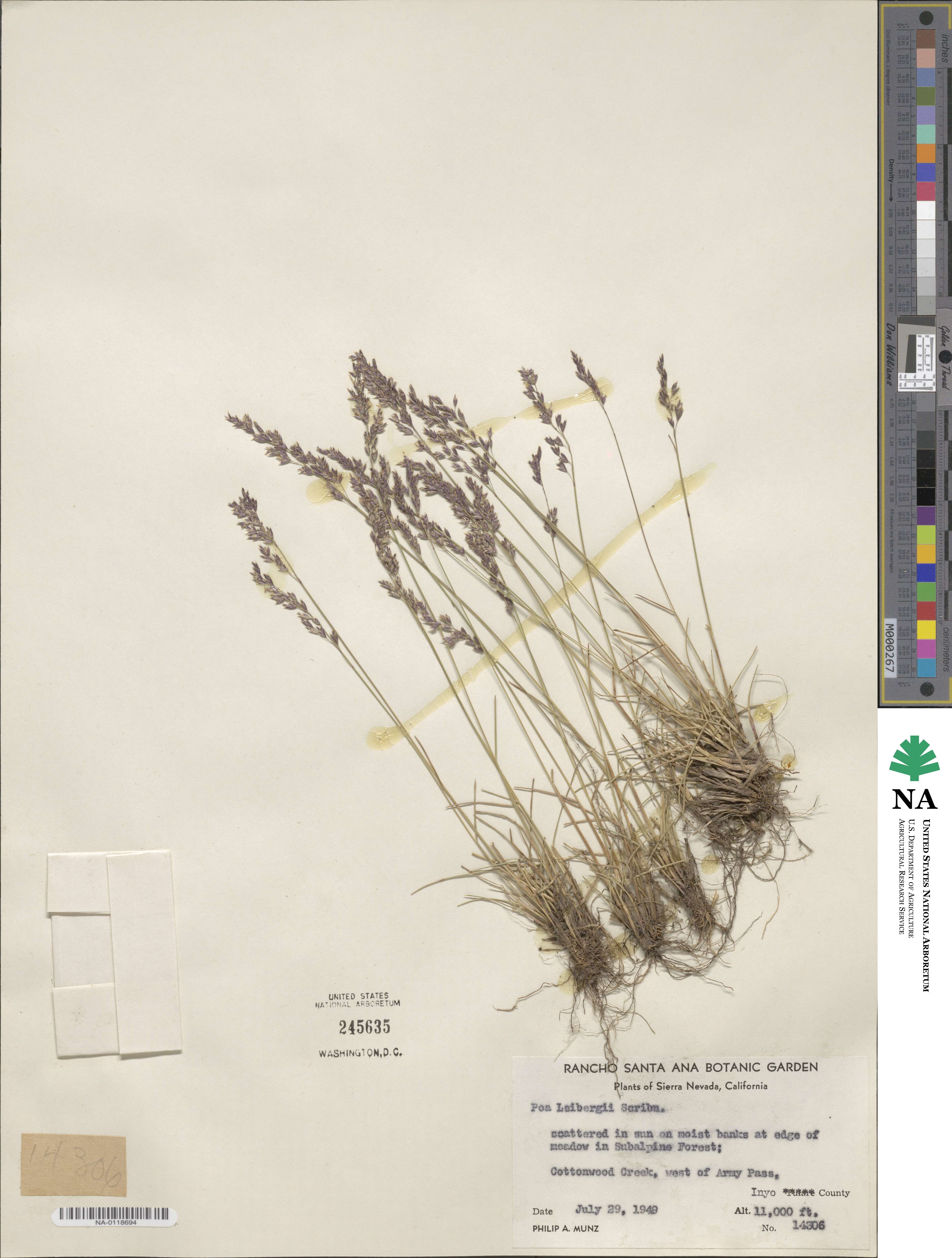 Poa leibergii image