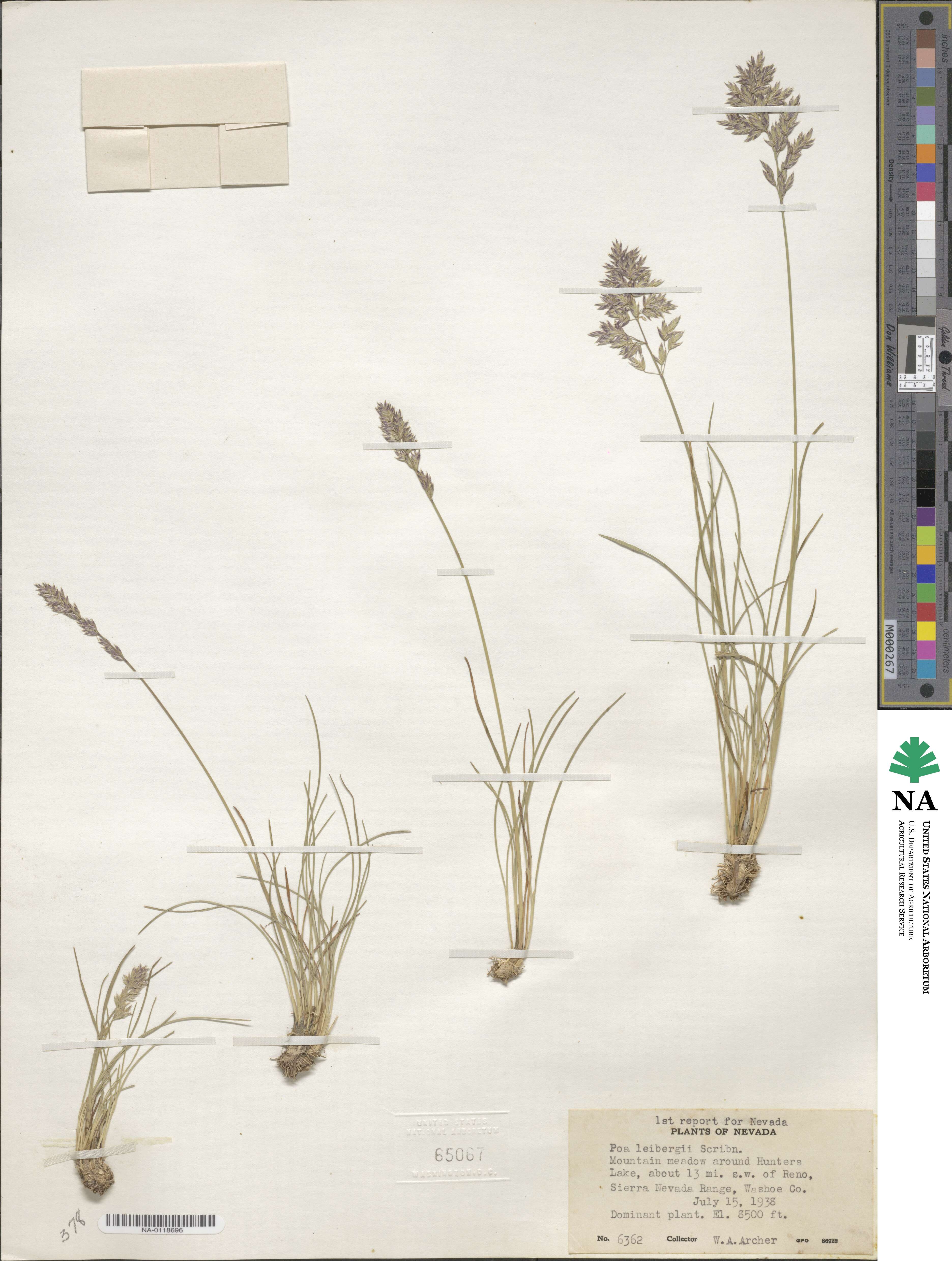 Poa leibergii image