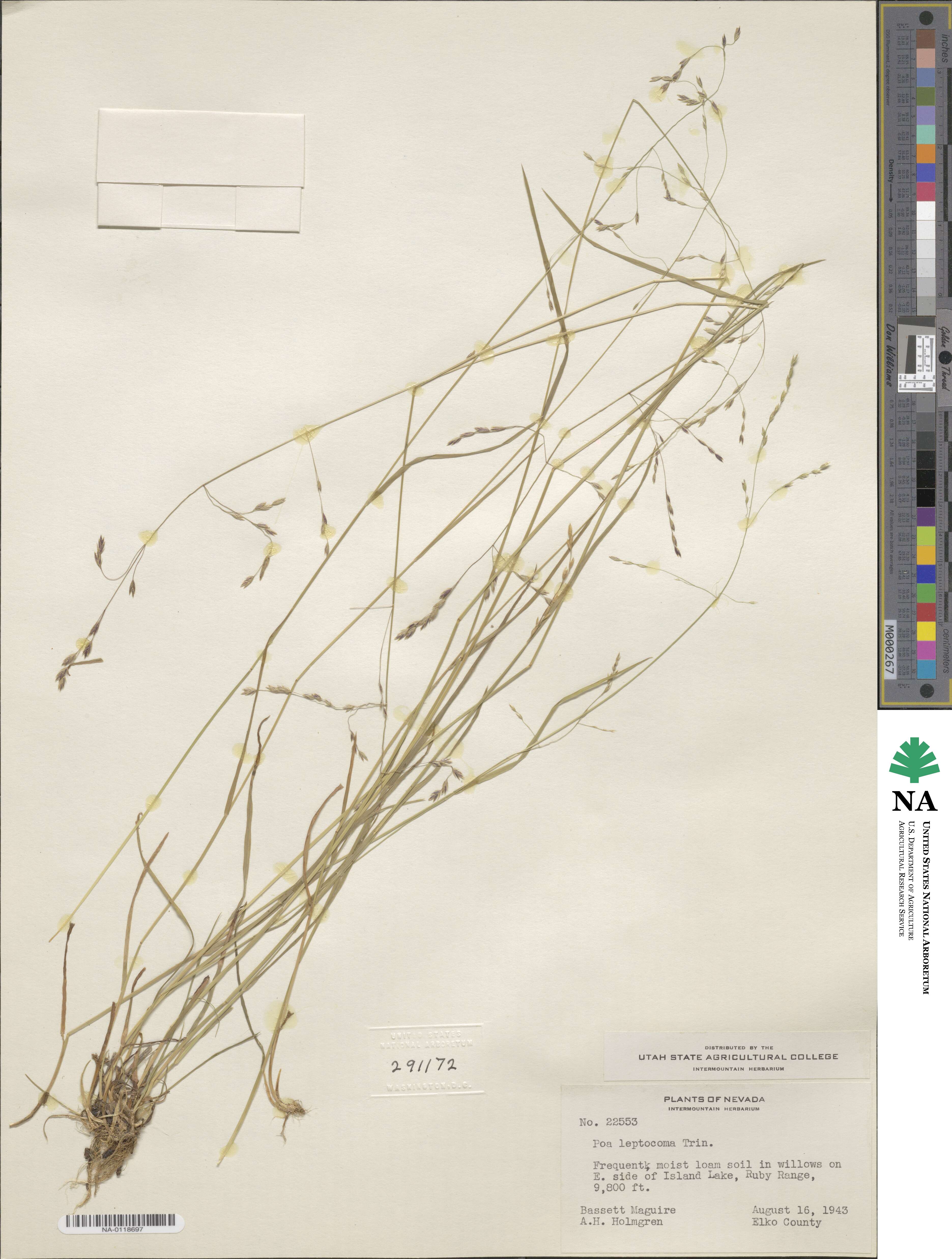 Poa leptocoma image