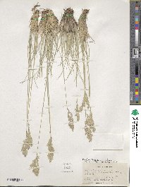 Poa fendleriana image