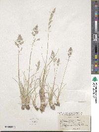 Poa fendleriana image