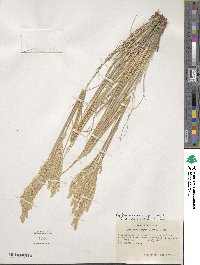 Poa fendleriana subsp. longiligula image