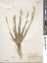 Poa fendleriana image