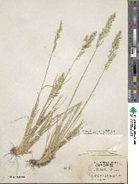 Poa fendleriana image