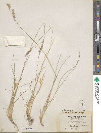 Poa fendleriana subsp. longiligula image