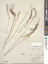 Poa fendleriana subsp. longiligula image