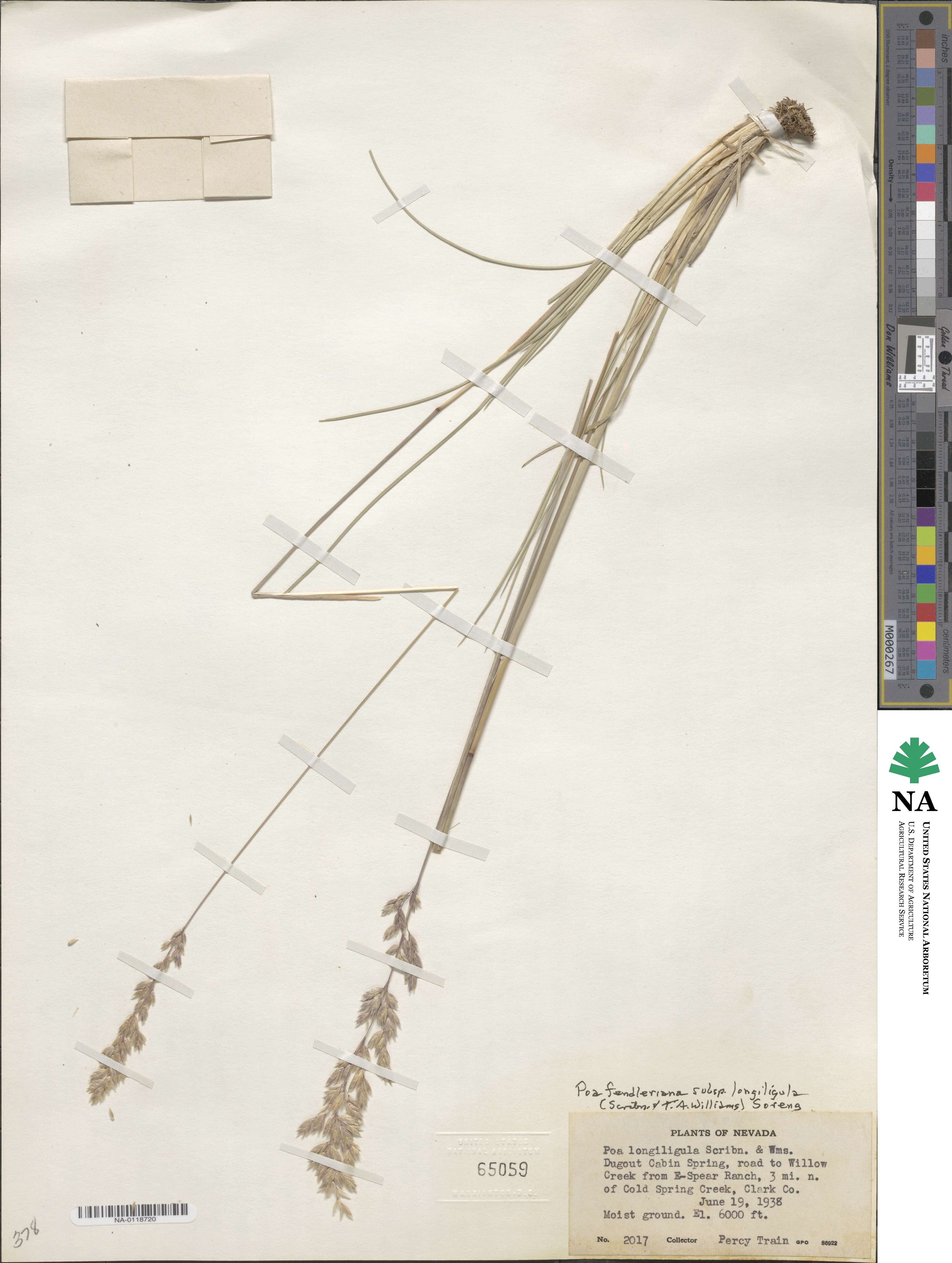 Poa fendleriana subsp. longiligula image