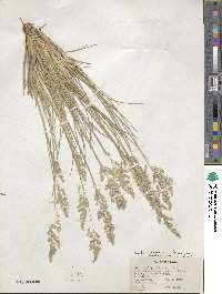 Poa fendleriana image