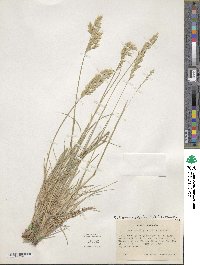 Poa fendleriana subsp. longiligula image