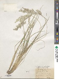 Poa fendleriana subsp. longiligula image