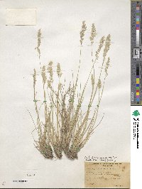 Poa fendleriana image