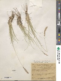 Poa fendleriana image