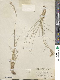 Poa fendleriana subsp. longiligula image