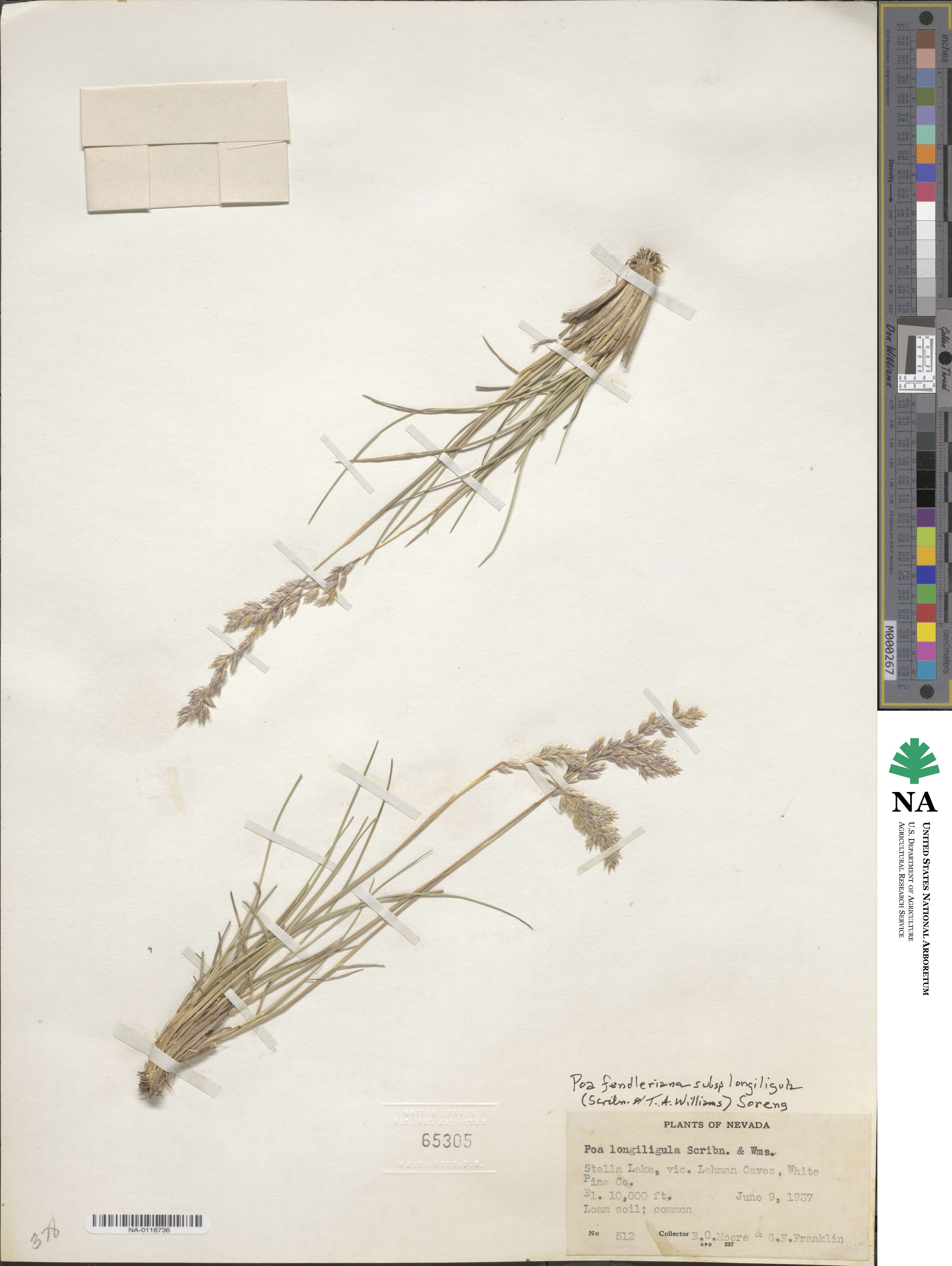 Poa fendleriana image
