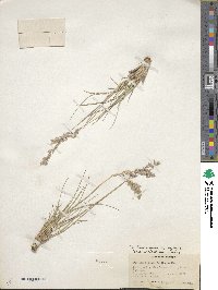 Poa fendleriana subsp. longiligula image