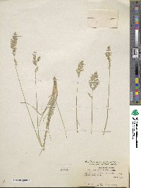 Poa fendleriana image