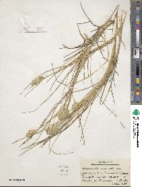 Poa macrantha image