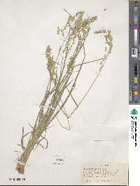 Poa nervosa image