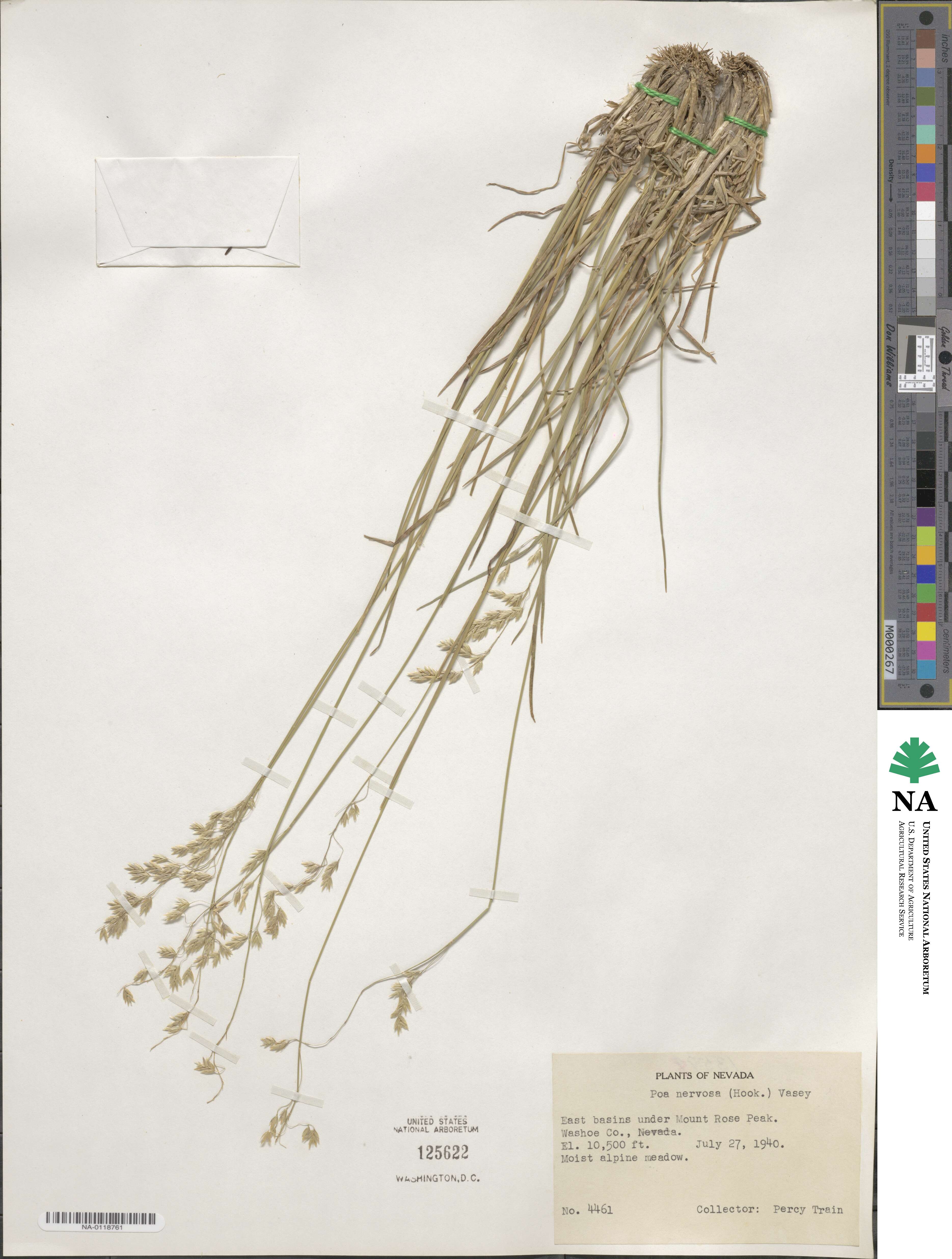 Poa nervosa image