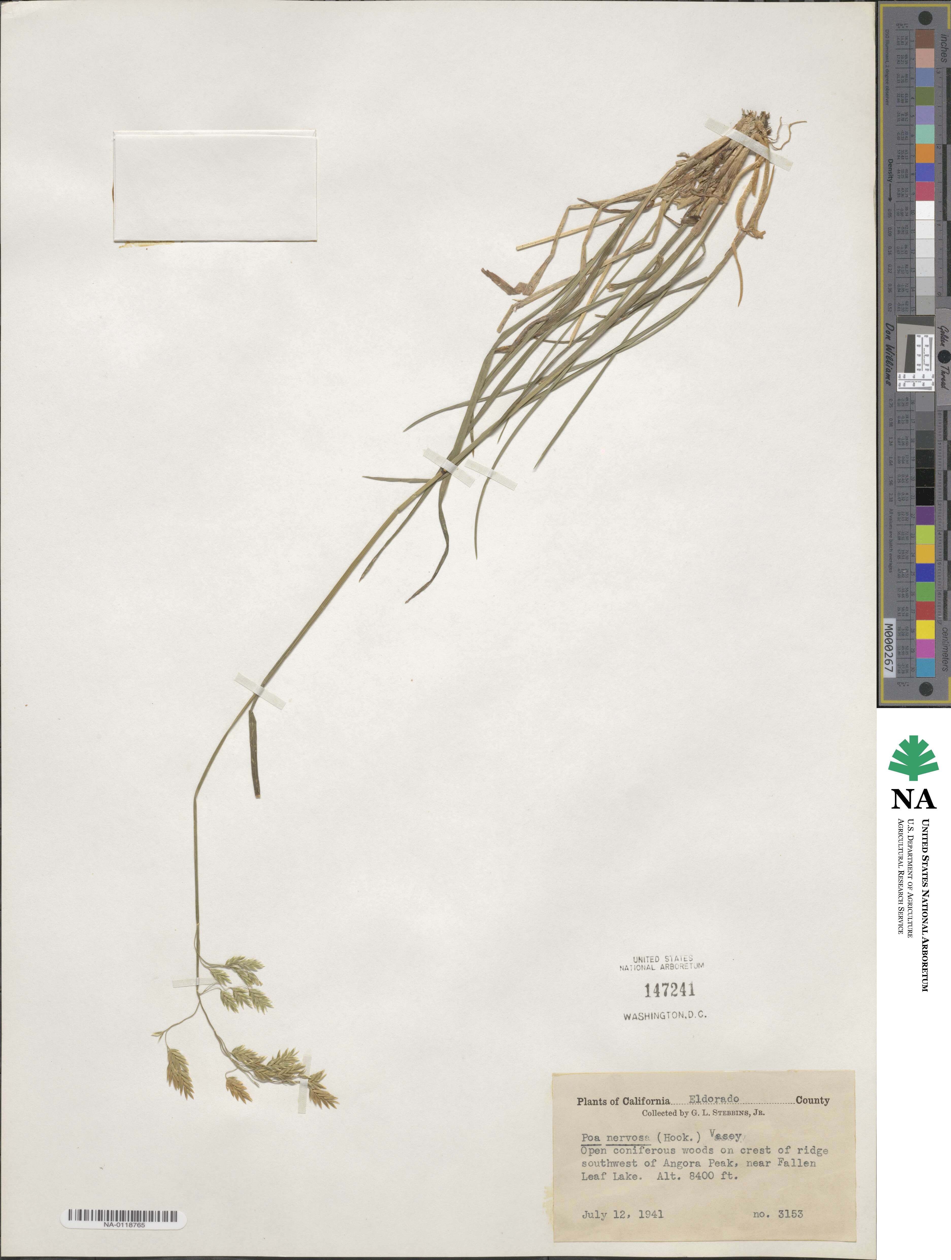 Poa nervosa image