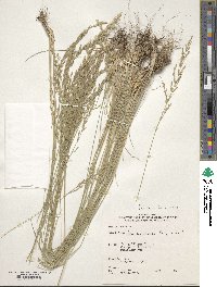 Poa secunda image