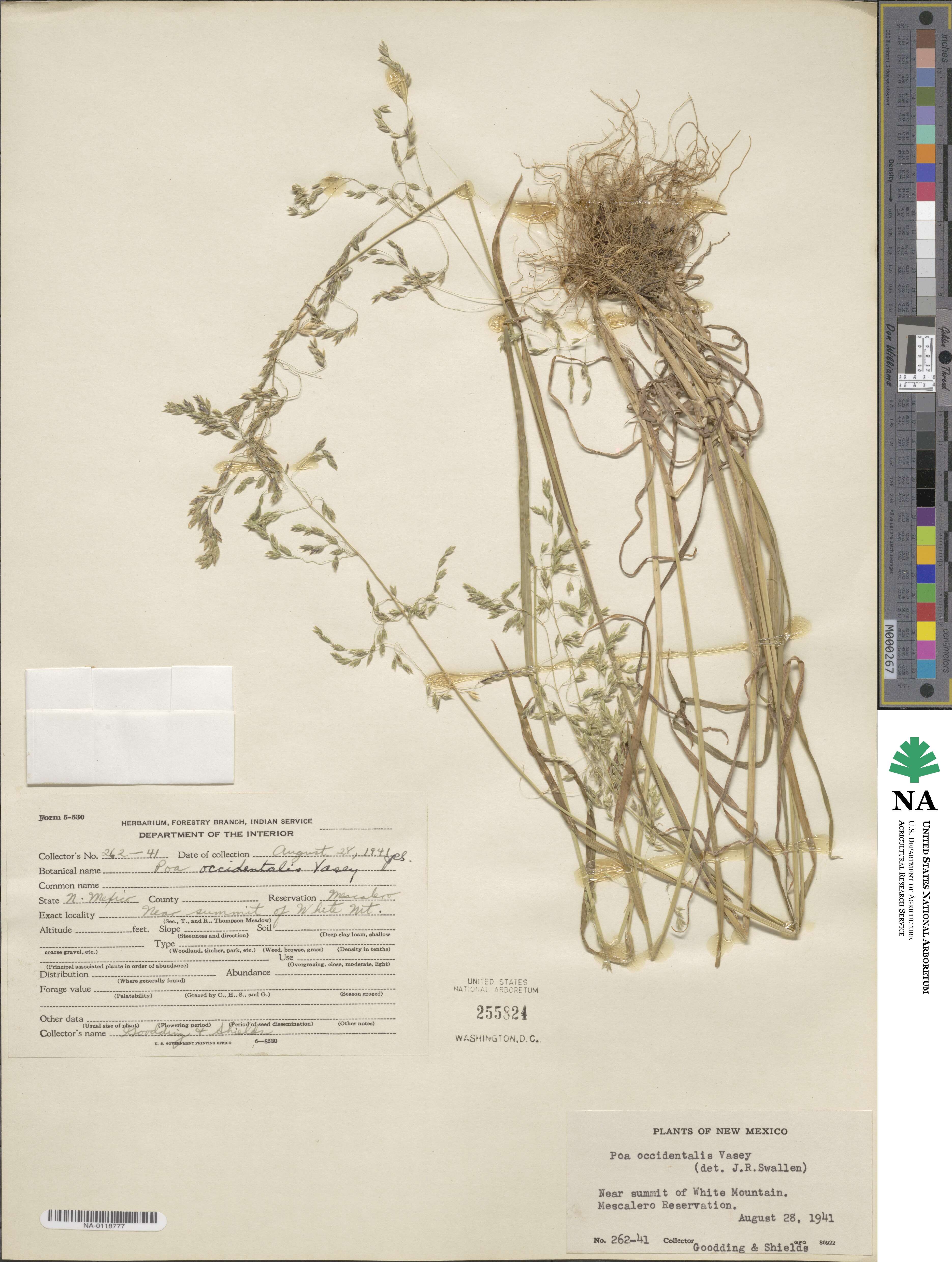 Poa occidentalis image