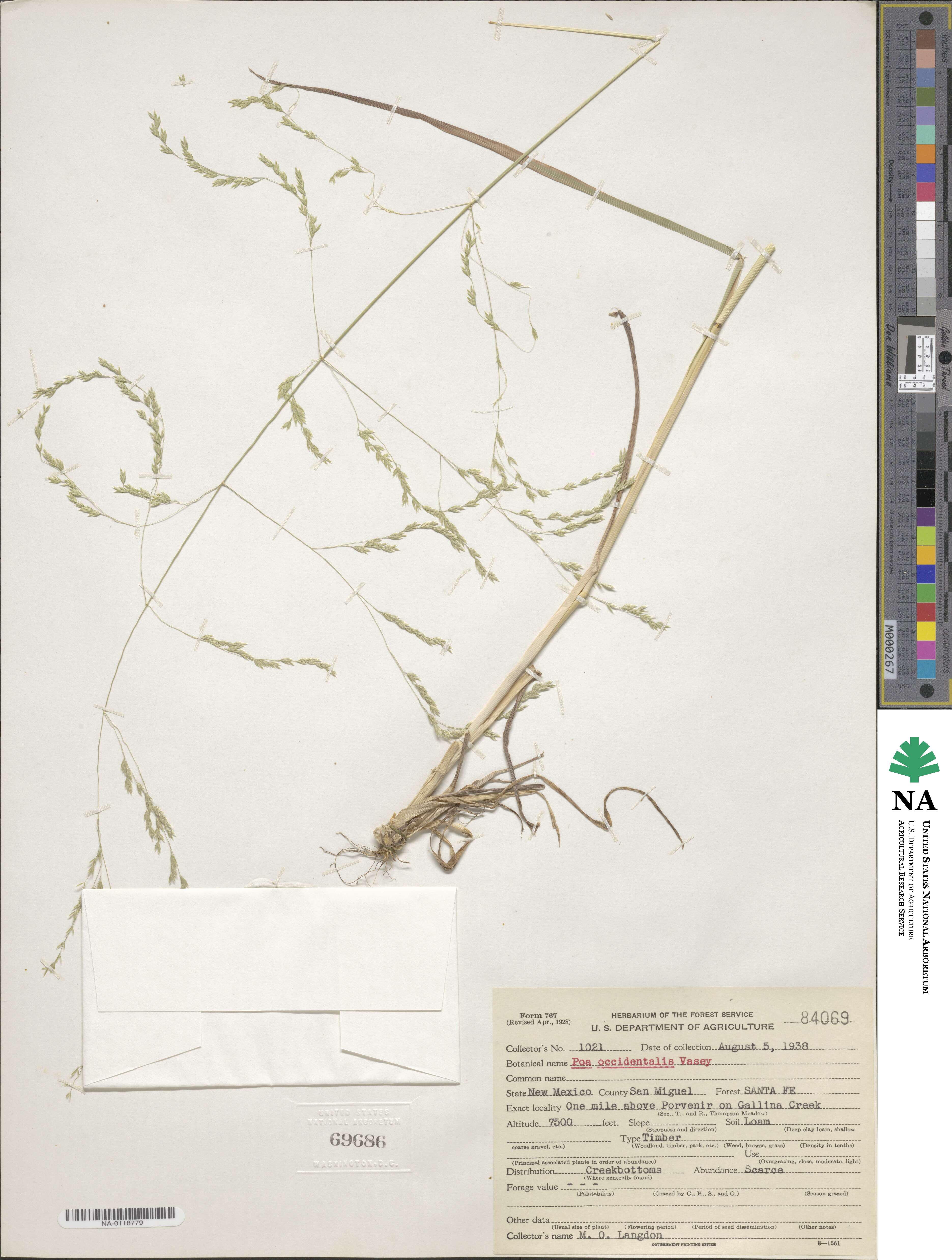 Poa occidentalis image