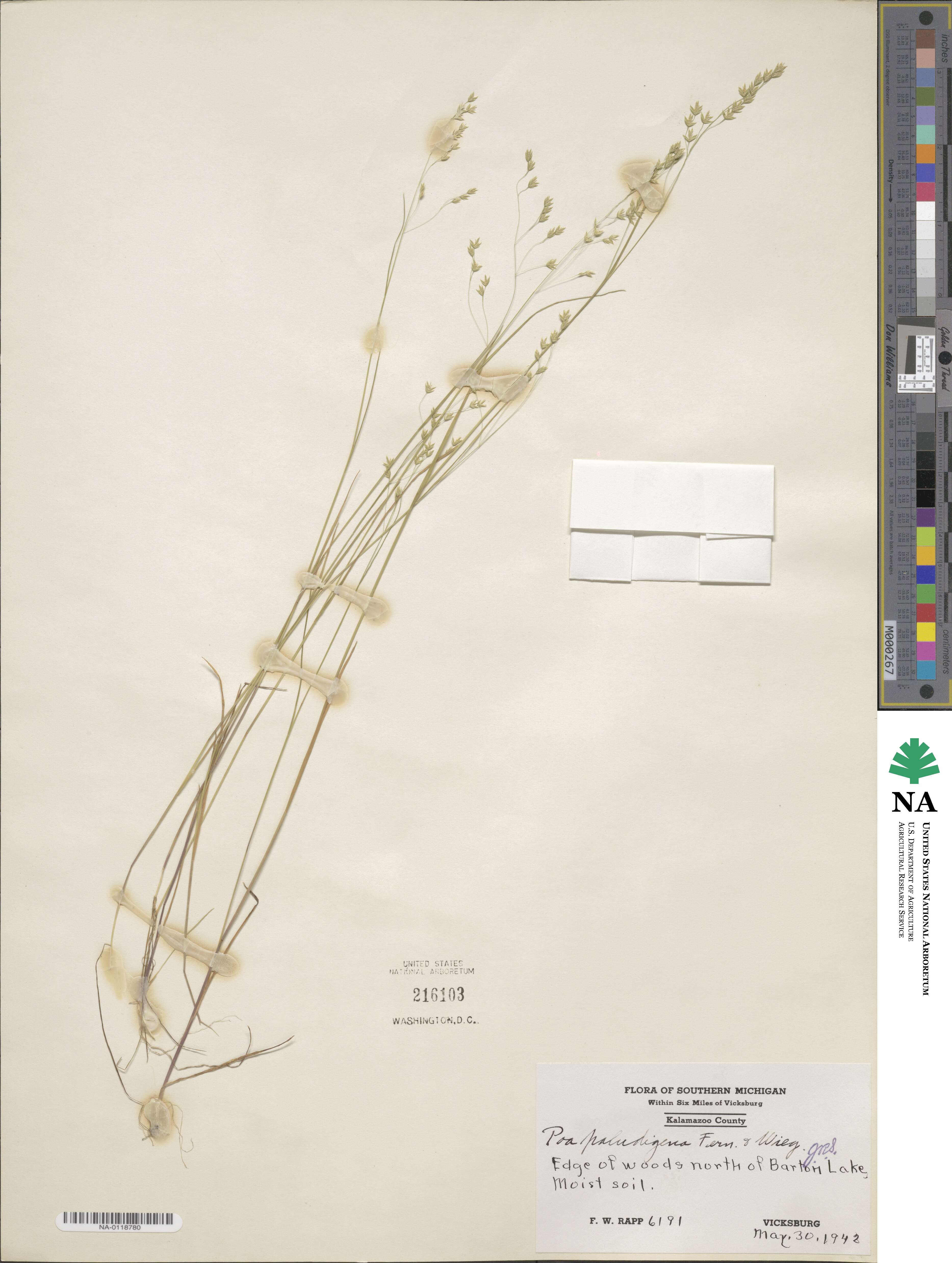 Poa paludigena image