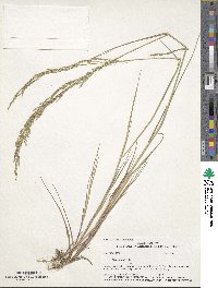 Poa palustris image