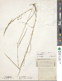 Poa palustris image