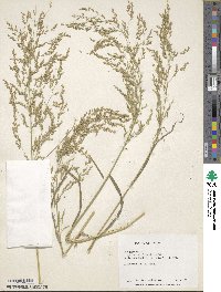 Poa palustris image