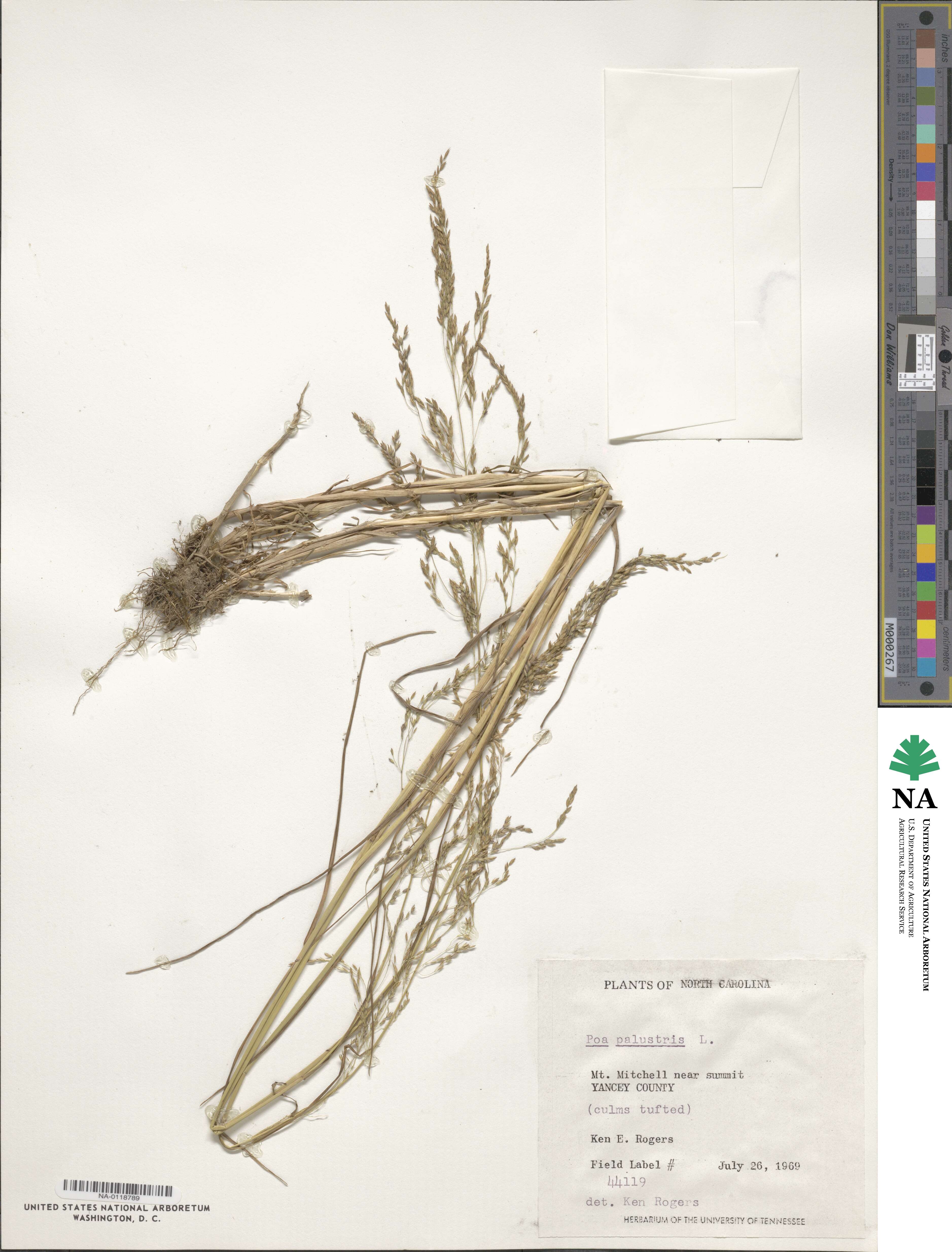 Poa palustris image