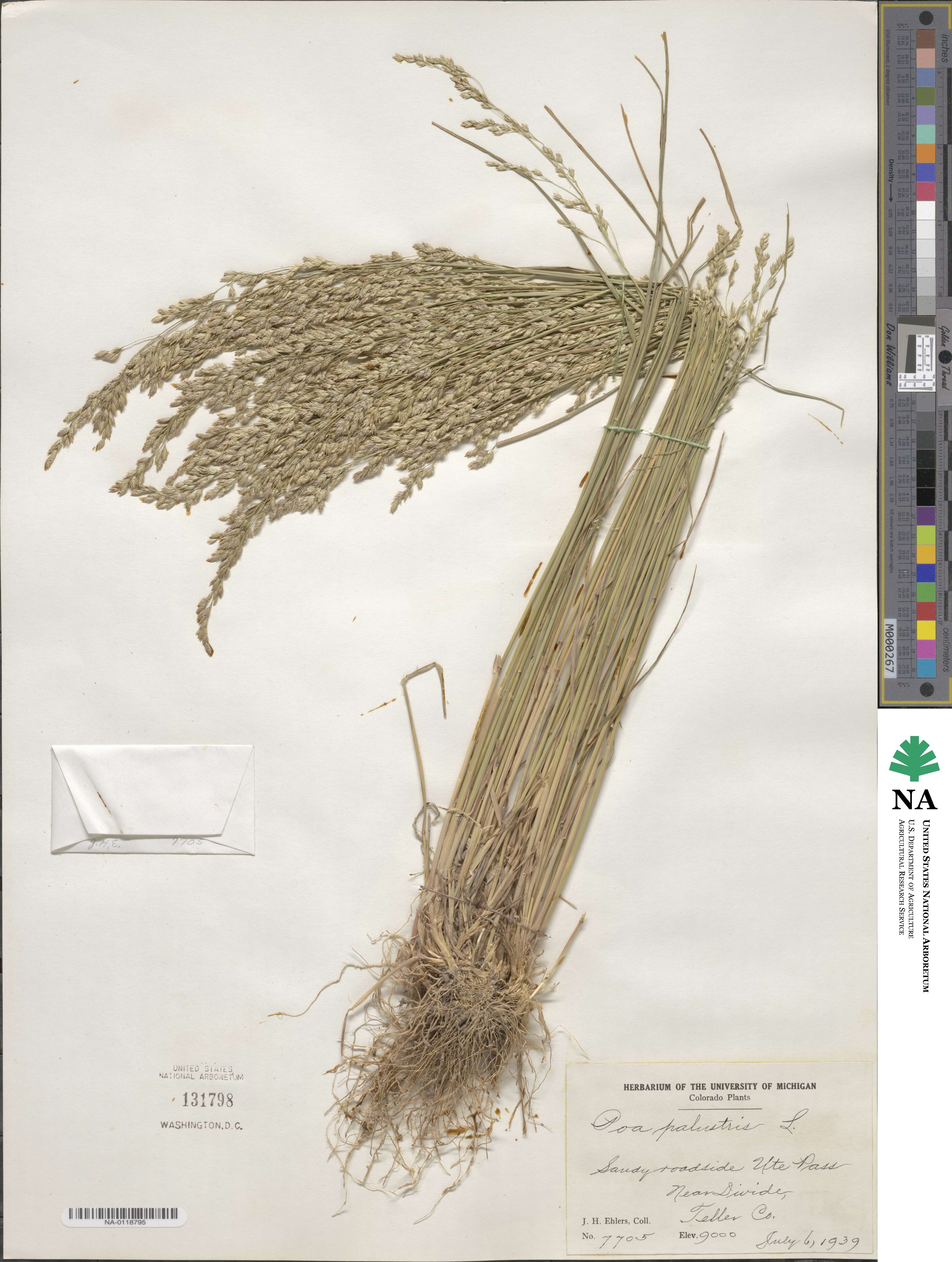 Poa palustris image