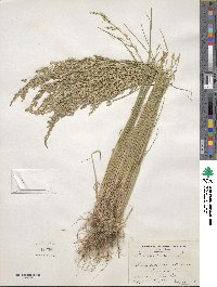 Poa palustris image