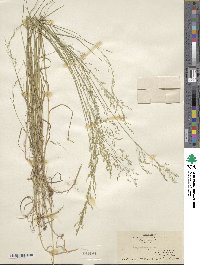 Poa palustris image