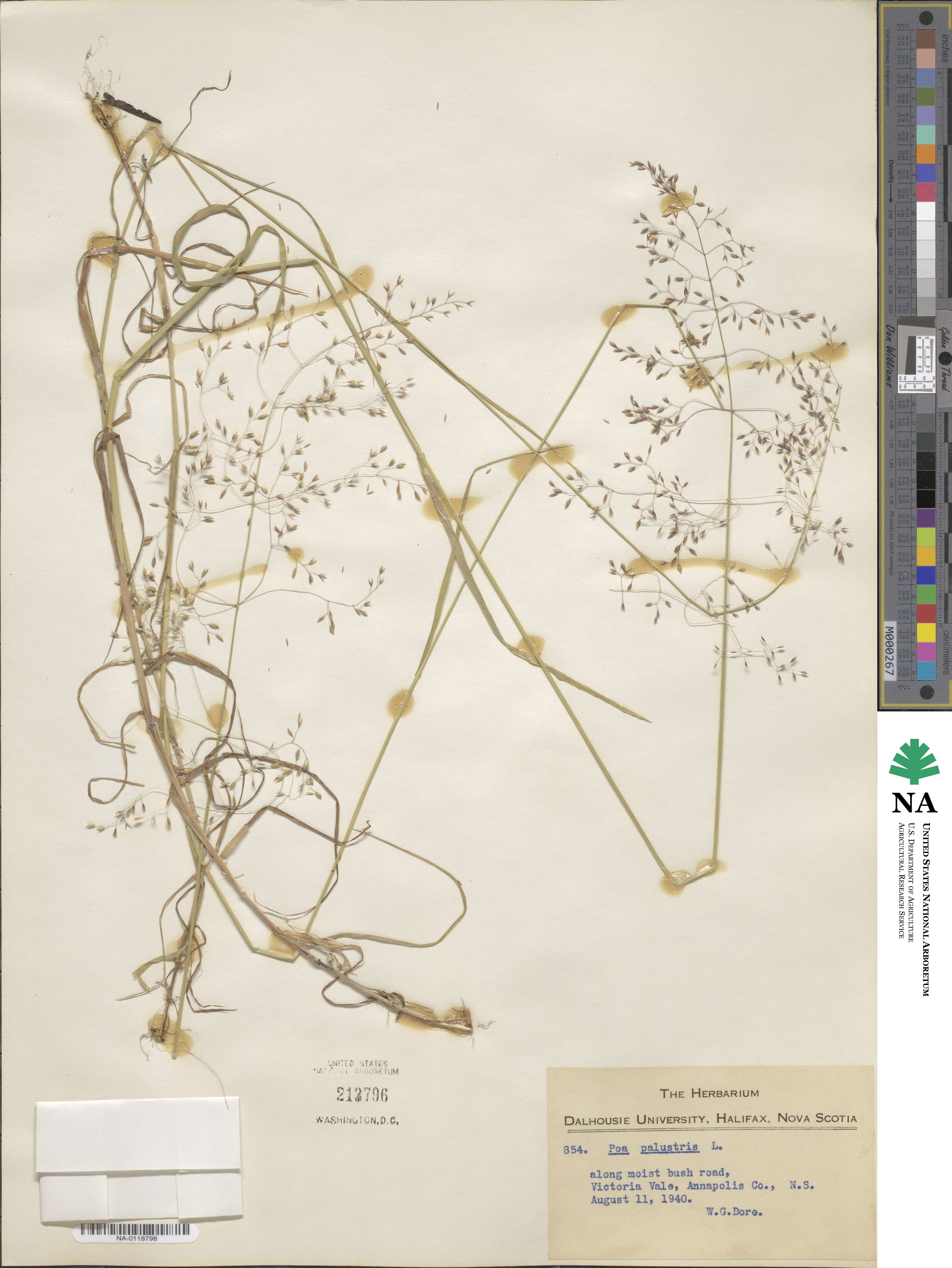 Poa palustris image