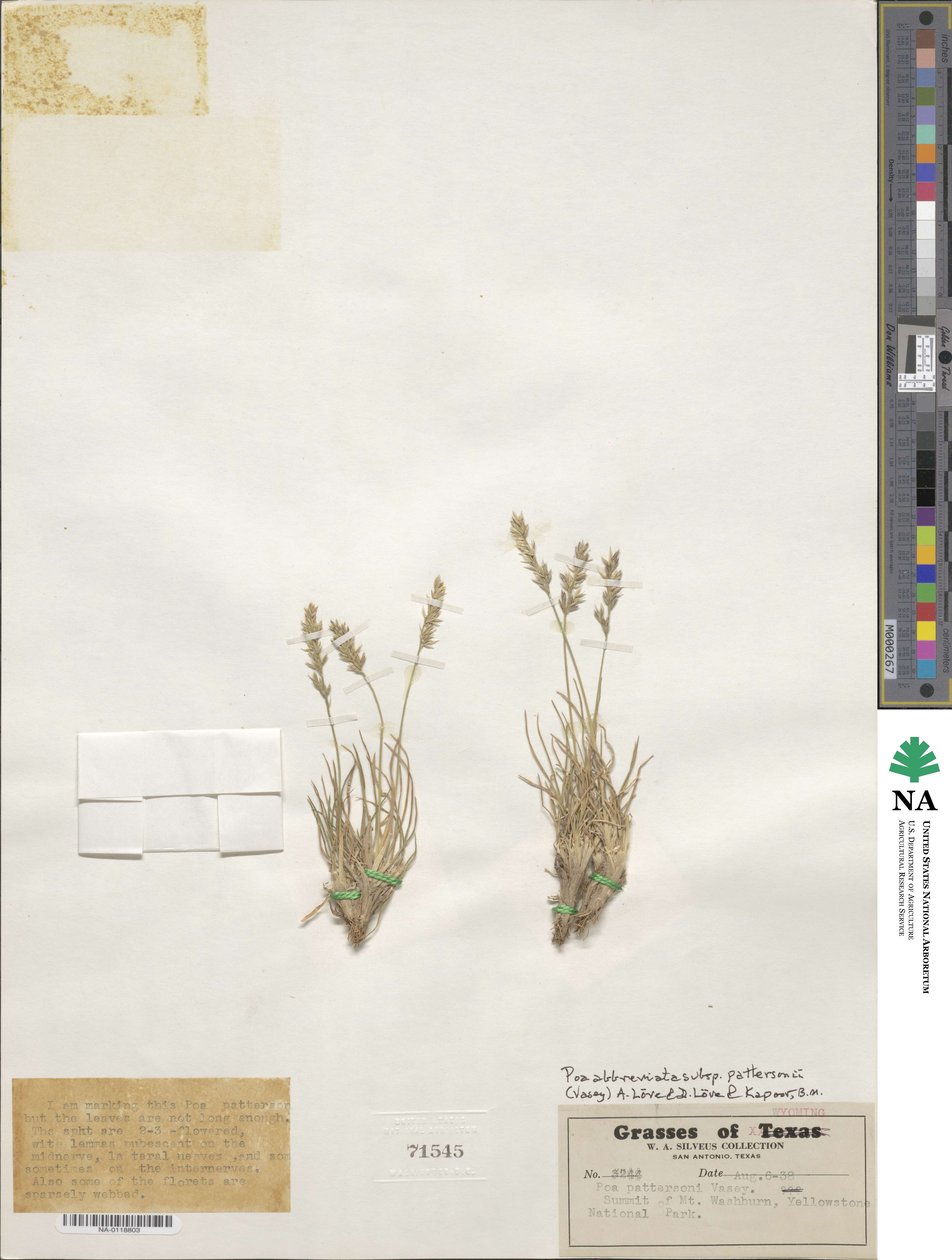 Poa pattersonii image