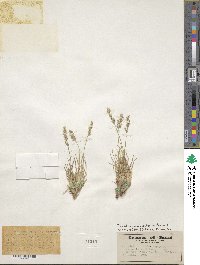 Poa pattersonii image