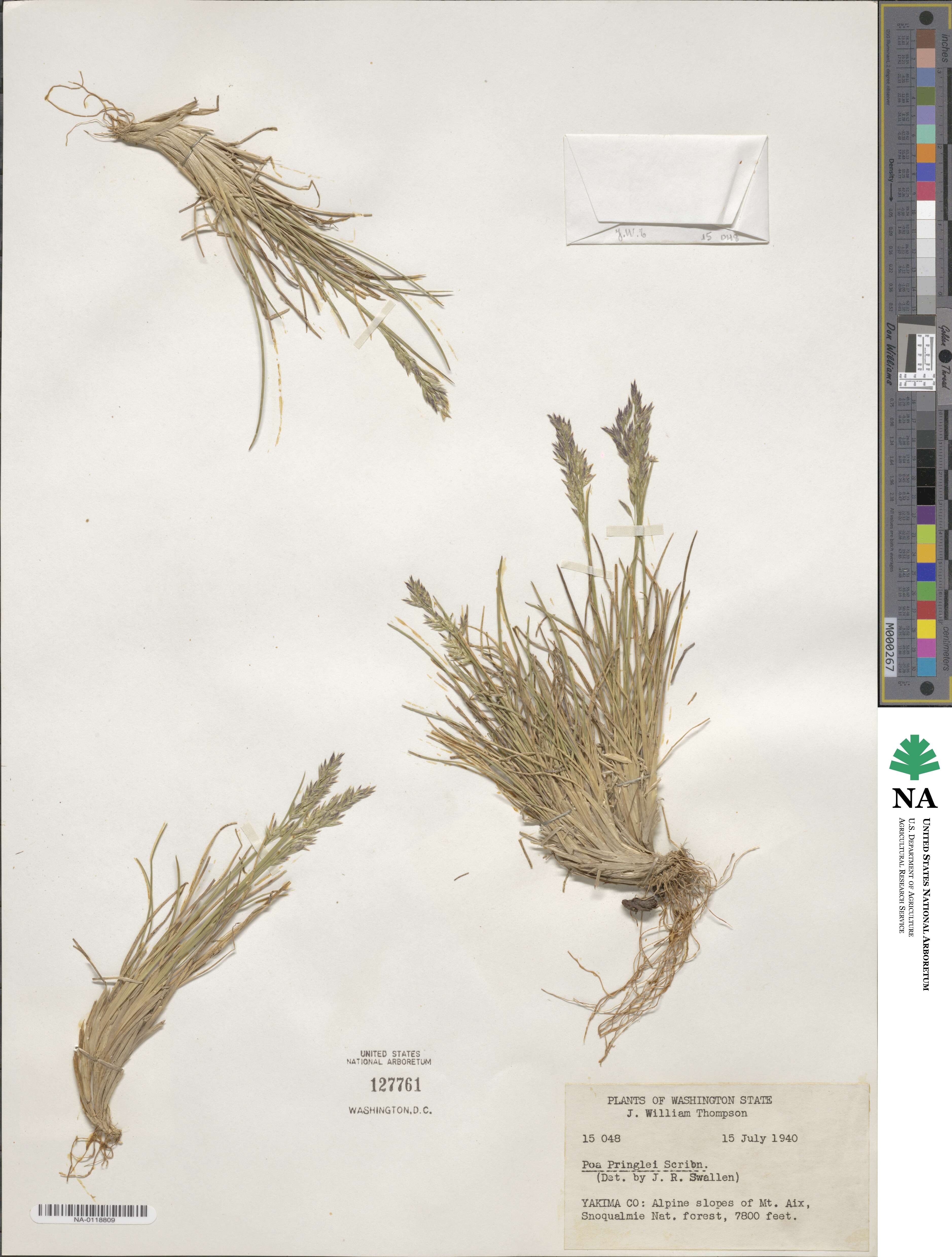 Poa pringlei image