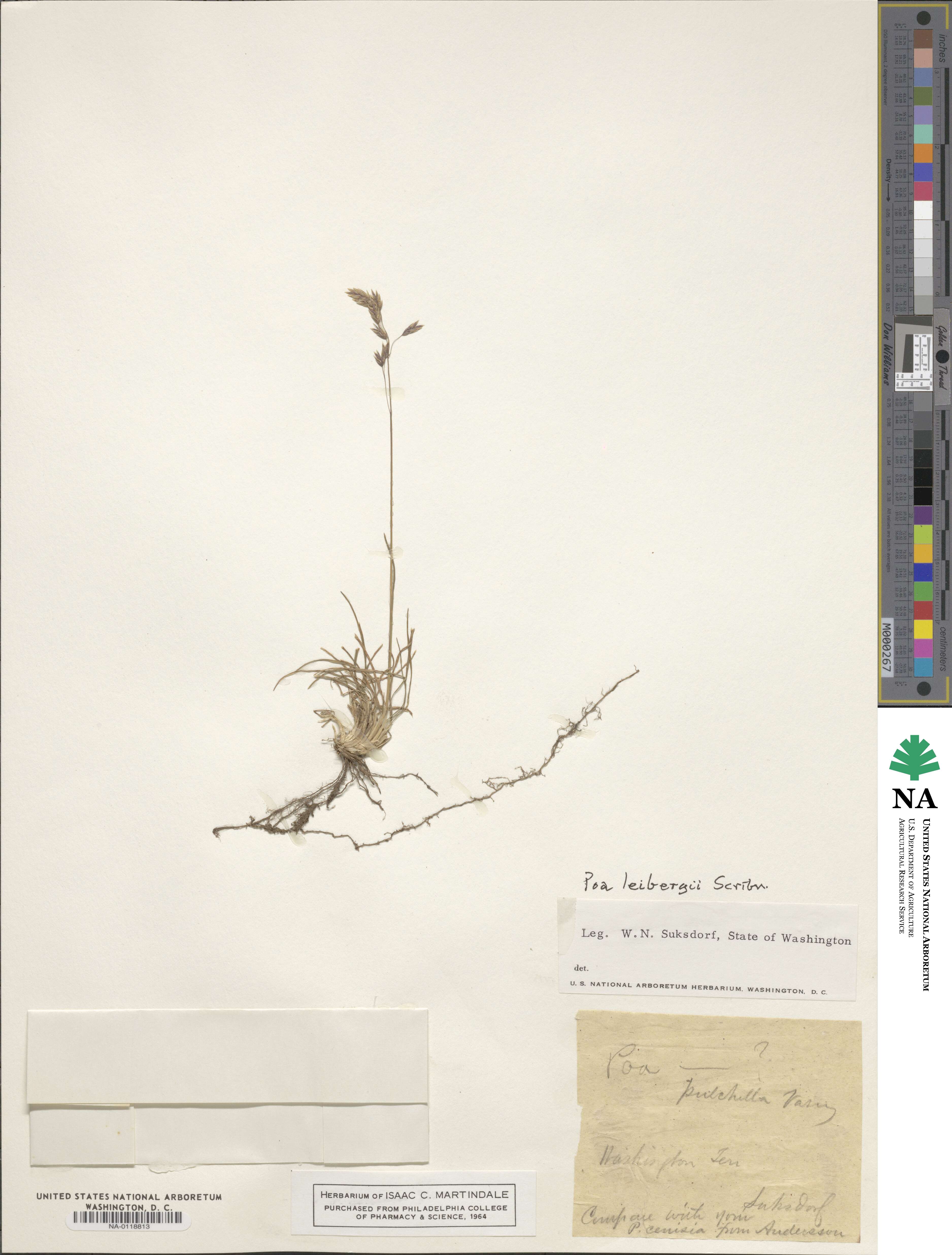 Poa leibergii image